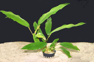 Anubias Minima